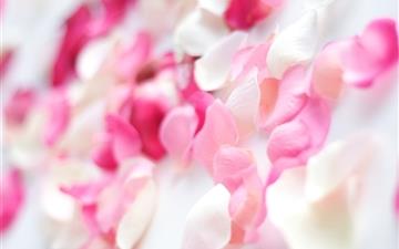 Pink Orchid Flowers All Mac wallpaper