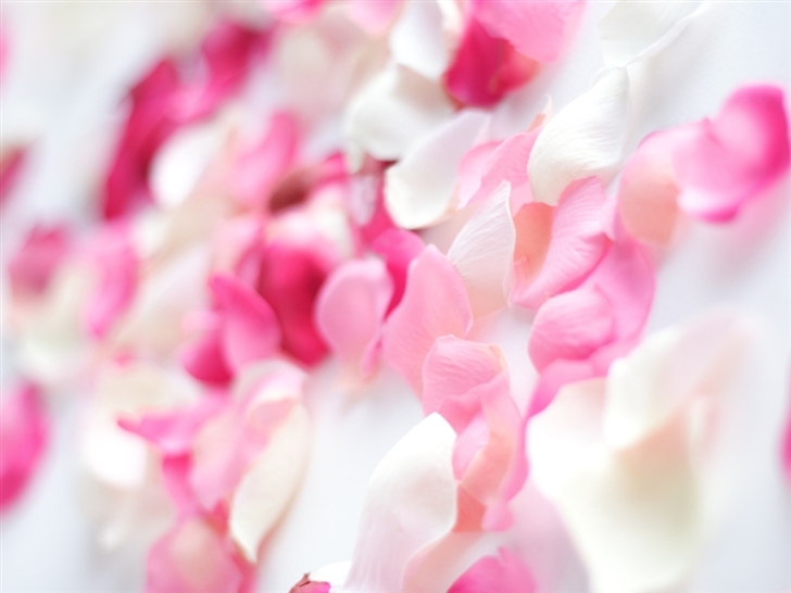 Pink Orchid Flowers Mac Wallpaper