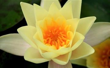 Yellow Water Lily All Mac wallpaper