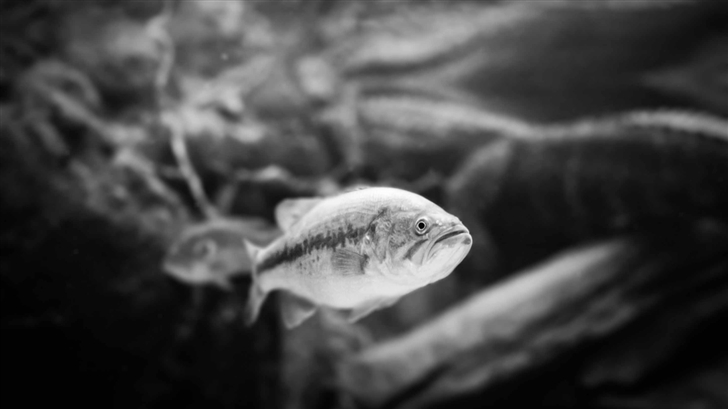 Fish Black And White Mac Wallpaper
