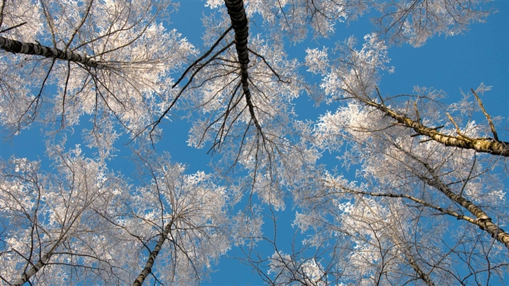 Birch Tree Tops Winter Mac Wallpaper