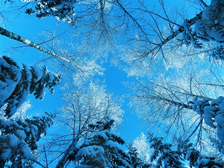 Tree Tops And Blue Sky Mac Wallpaper