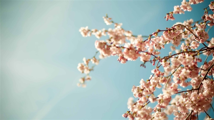 Blossom Tree Mac Wallpaper