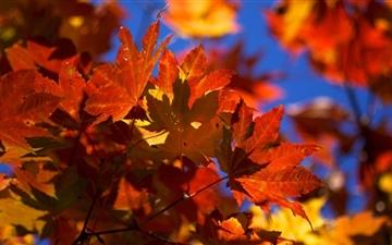 Bright Autumn Leaves All Mac wallpaper