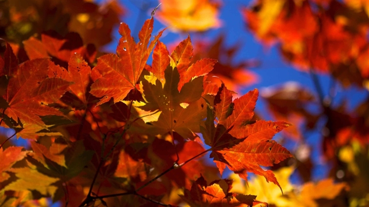 Bright Autumn Leaves Mac Wallpaper