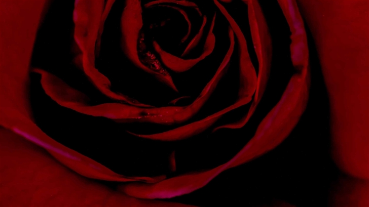Valentine Red Rose Mac Wallpaper