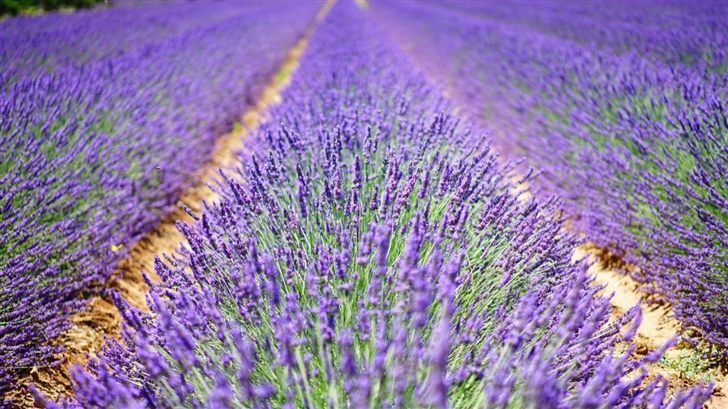 Beautiful Lavender Flowers Mac Wallpaper