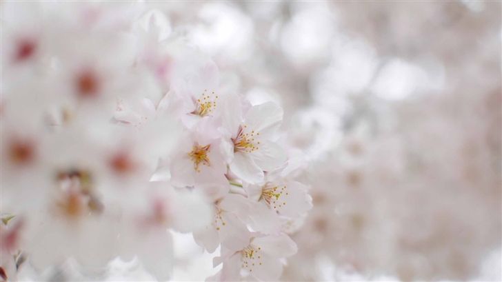 White Cherry Blossom Macro Mac Wallpaper