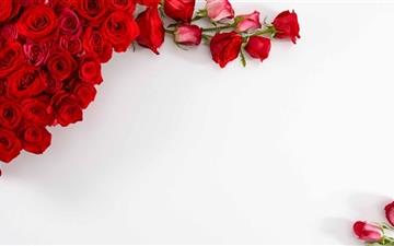 Red Roses On White Background All Mac wallpaper