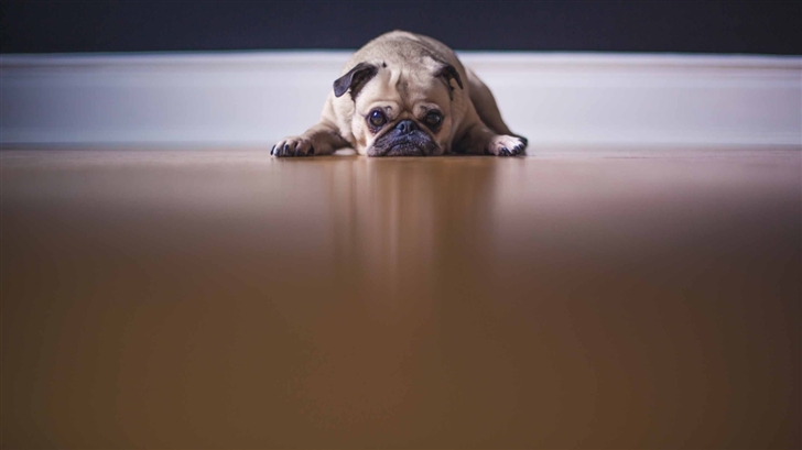 Saddest Pug Dog Mac Wallpaper