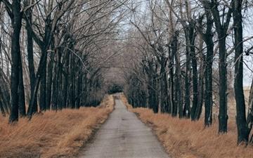 Trees Along A Country Road All Mac wallpaper