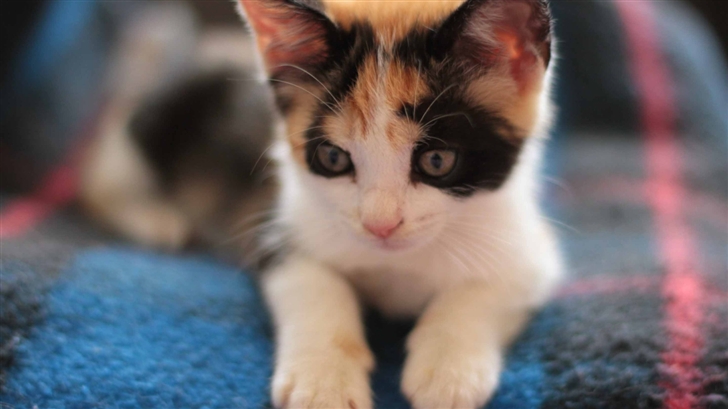 Calico Kitten Mac Wallpaper