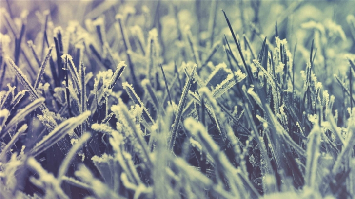 Frozen Grass Winter Mac Wallpaper