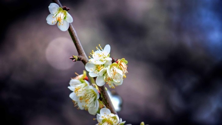 Pulm Blossom Branch Mac Wallpaper