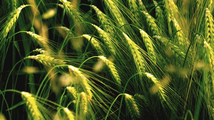 Wheat Field Mac Wallpaper
