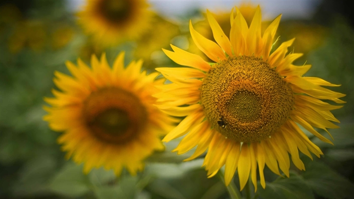 Beautiful Sunflowers Mac Wallpaper