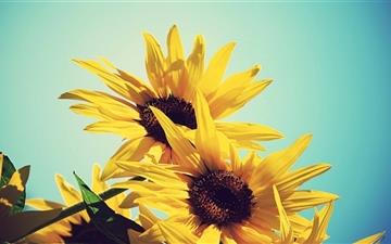 Sunflowers Against Blue Sky All Mac wallpaper