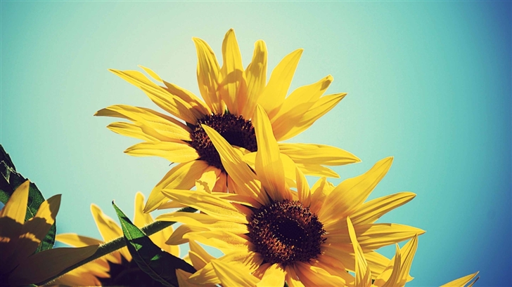 Sunflowers Against Blue Sky Mac Wallpaper