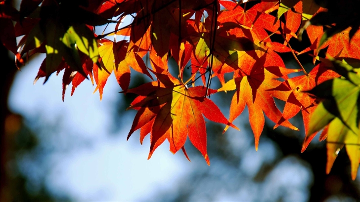 Autumnal Tints Mac Wallpaper