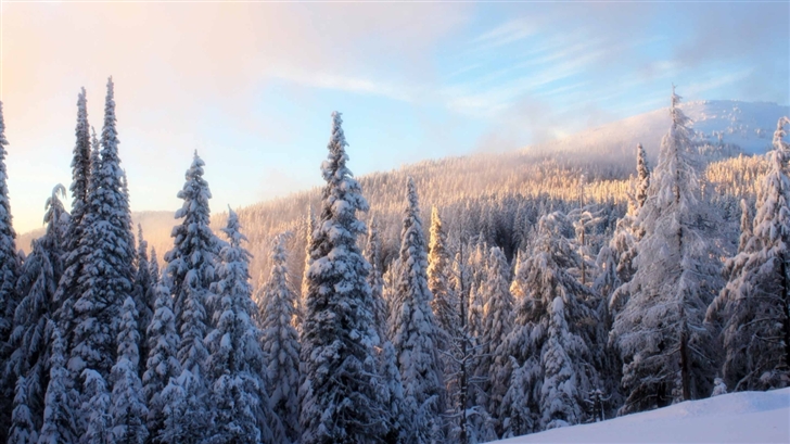 Snowy Fir Tree Forest Mac Wallpaper