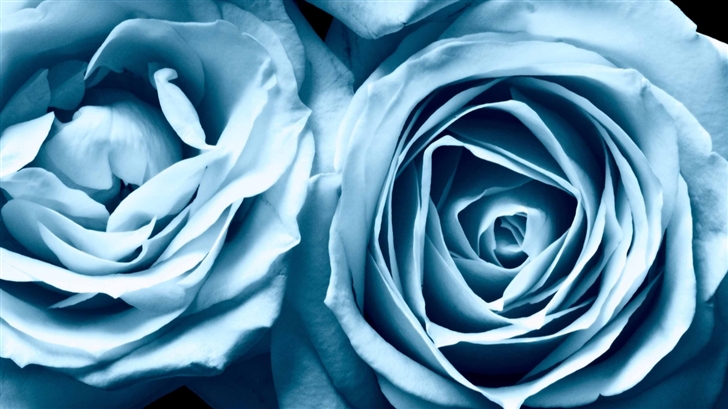 Blue Roses Mac Wallpaper