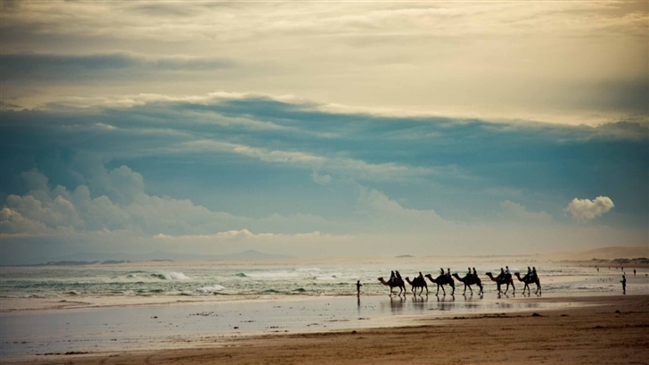 Camels On The Beach Mac Wallpaper