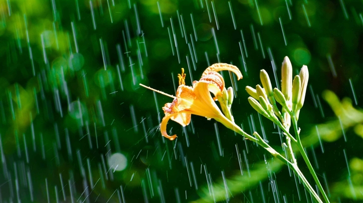 Daylily In The Rain Mac Wallpaper