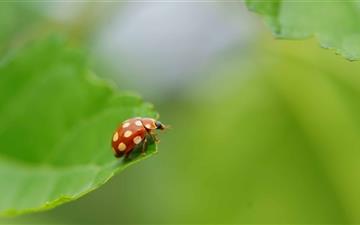 Ladybug With White Spots All Mac wallpaper