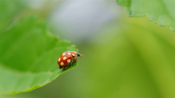 Ladybug With White Spots Mac Wallpaper