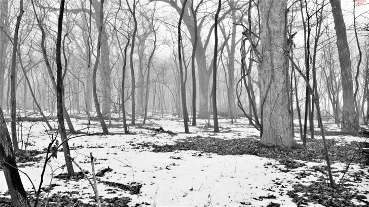 Path Through Foggy Woods Mac Wallpaper