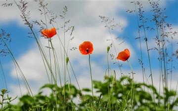 The Poppies All Mac wallpaper