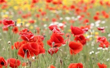 Poppies In Nature All Mac wallpaper