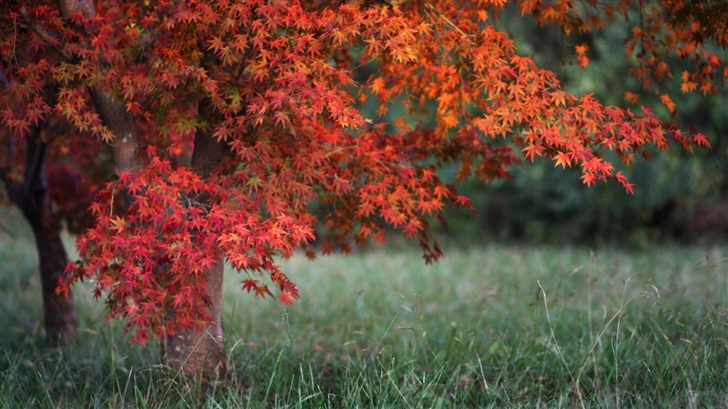 Red Leaves Autumn Mac Wallpaper
