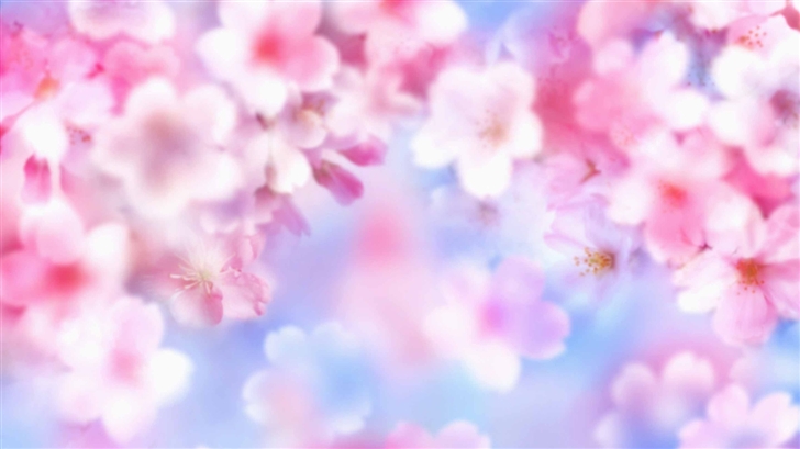 Pink Blossoms Mac Wallpaper