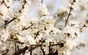 Sour Cherry Blossoms All Mac wallpaper