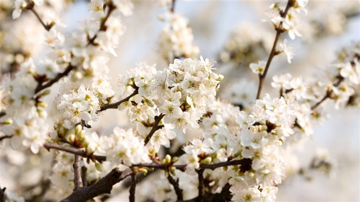 Sour Cherry Blossoms Mac Wallpaper