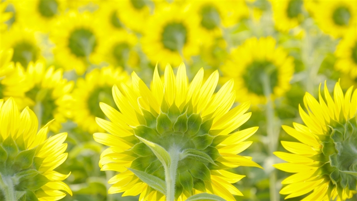 Sunflower Field Mac Wallpaper