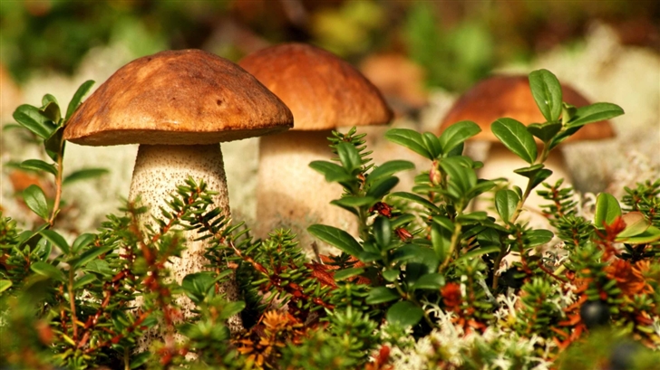 Autumn Mushrooms Mac Wallpaper