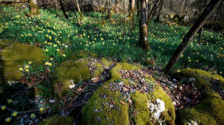 Daffodil And Moss Mac Wallpaper
