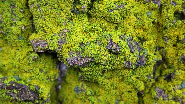 Lichens On Rock Mac Wallpaper