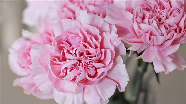 Light Pink Carnations Flower Mac Wallpaper