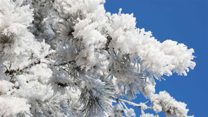 Snowy Tree Branch Blue Sky Mac Wallpaper