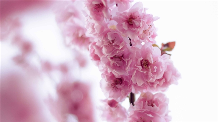 Pink Blossom Mac Wallpaper