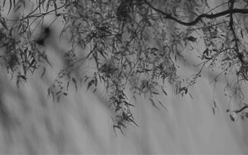 Branch Black And White All Mac wallpaper