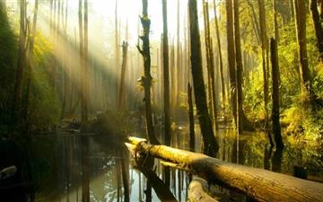 Nantou Country Forest All Mac wallpaper