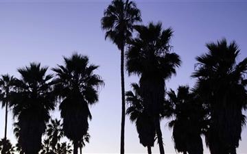 Palm Trees Venice Beach Los Angeles All Mac wallpaper
