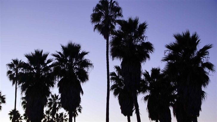 Palm Trees Venice Beach Los Angeles Mac Wallpaper