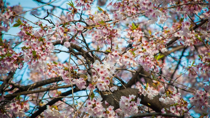 Cherry Blossom Seoul Mac Wallpaper
