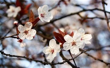 Cherry Plum Flowers Spring All Mac wallpaper