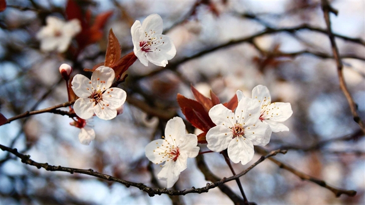 Cherry Plum Flowers Spring Mac Wallpaper